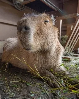 Sticker Капибарочки by @offstikbot - 9