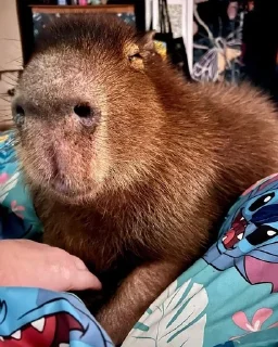 Sticker Капибарочки by @offstikbot - 5