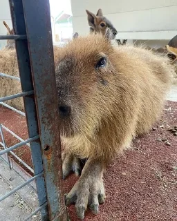 Sticker Капибарочки by @offstikbot - 3