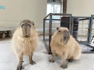 Sticker Капибарочки by @offstikbot - 7