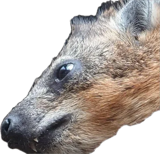 Sticker Kapskiypisich - 1