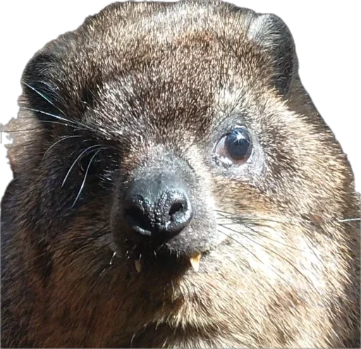 Sticker Kapskiypisich - 1