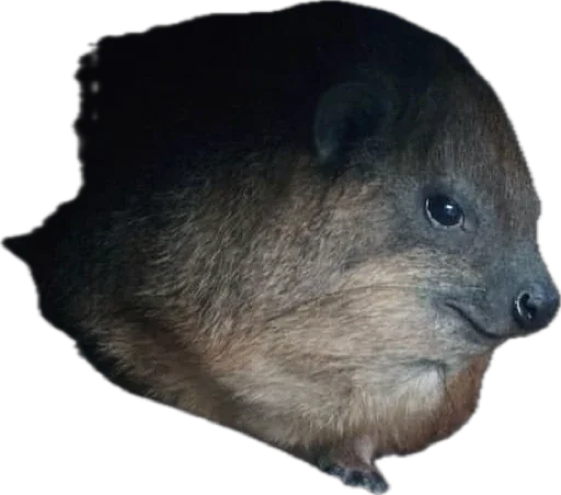 Капский писич - 