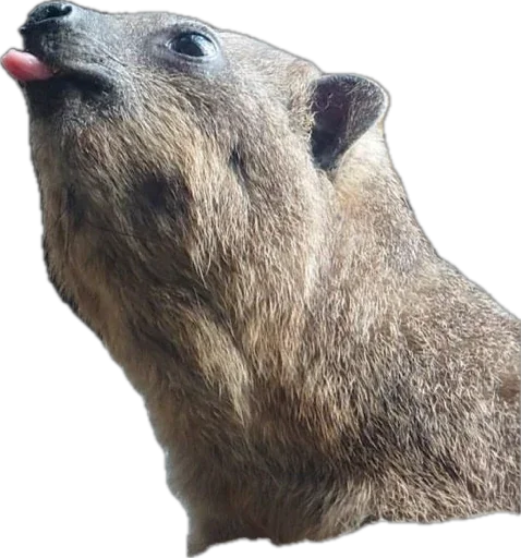 Sticker Kapskiypisich - 1