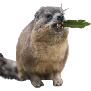 Стикер Капский писич - 2