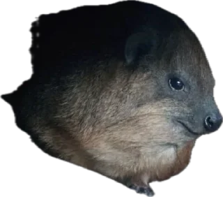 Стикер Капский писич - 6