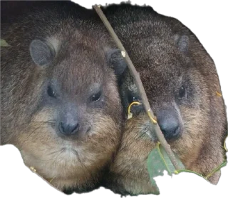 Стикер Капский писич - 3