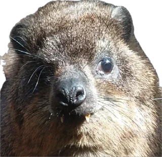 Стикер Капский писич - 7