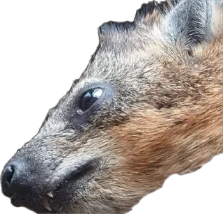 Стикер Капский писич - 9