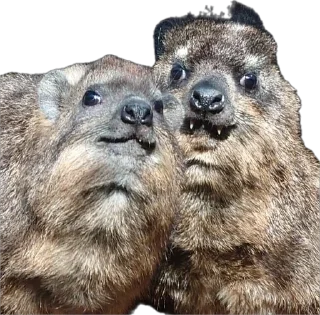 Стикер Капский писич - 0