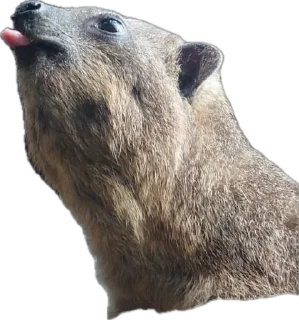 Стикер Капский писич - 4