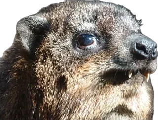 Стикер Капский писич - 5