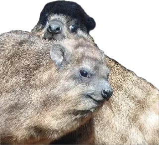 Стикер Капский писич - 8