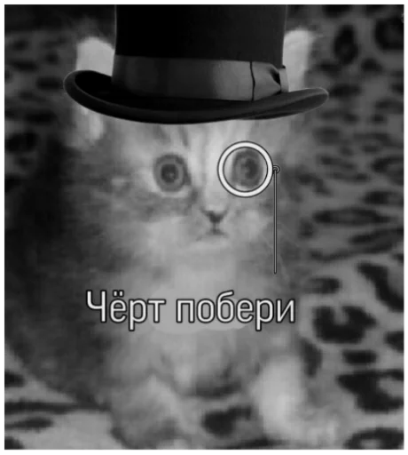 кошка СМС животное