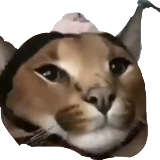 Стикер Шлёпанцы - 11