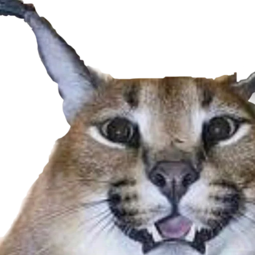 Стикер Шлёпанцы - 9