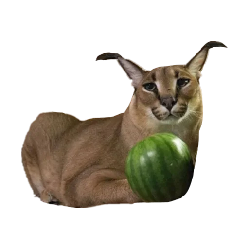 Стикер Шлёпанцы - 6