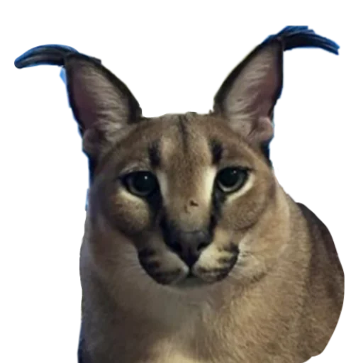 Стикер Шлёпанцы - 5