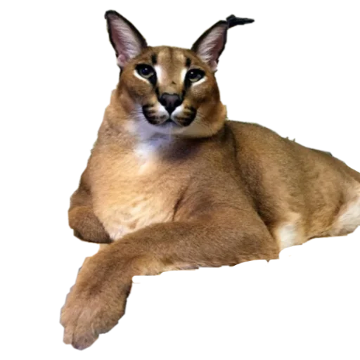 Стикер Шлёпанцы - 4