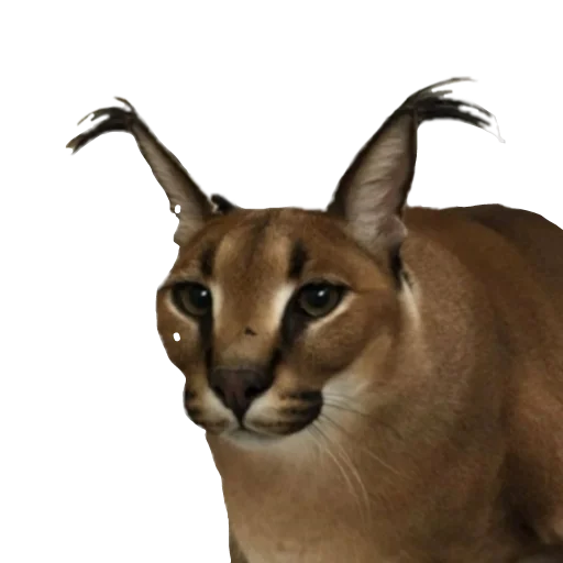 Стикер Шлёпанцы - 0