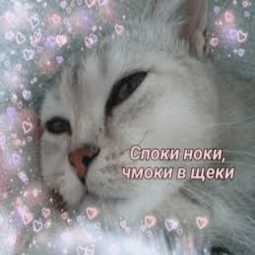 Sticker Каракатіци - 1