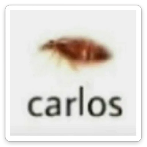 animal text invertebrate