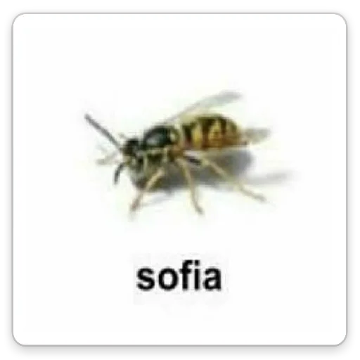 pest membrane-winged insect invertebrate