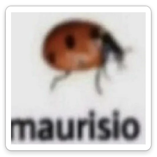 animal invertebrate ladybug