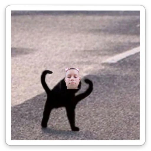 mammal animal ground