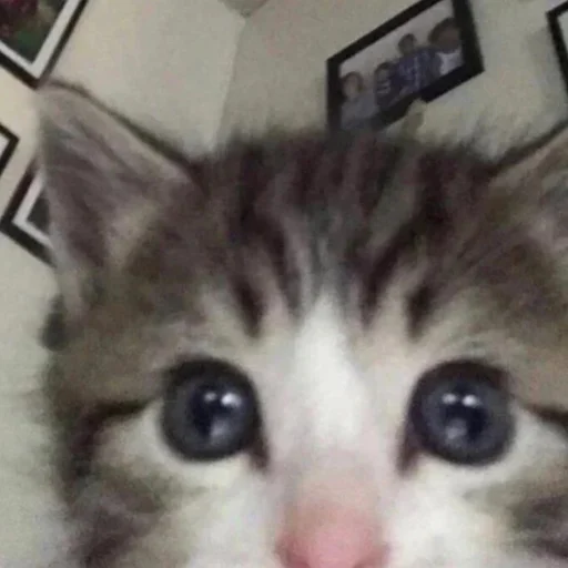 Стикер Карман - 1