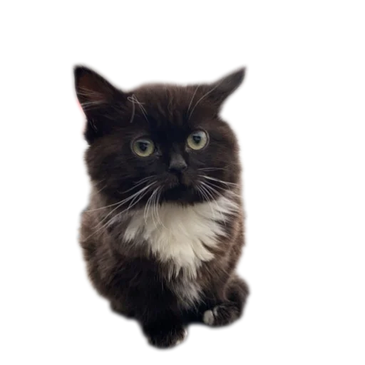 Стикер KarolIShut58 - 1