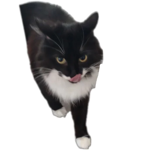 Кароль и шут - 