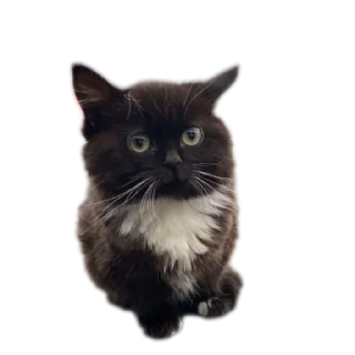 Sticker Кароль и шут - 3