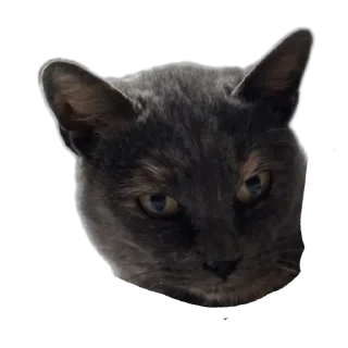 Sticker Кароль и шут - 6