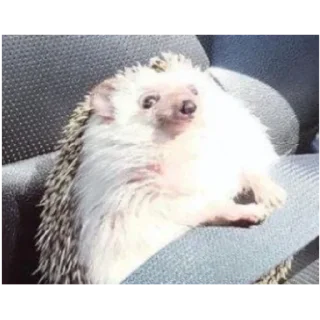 Стикер Ката - 9