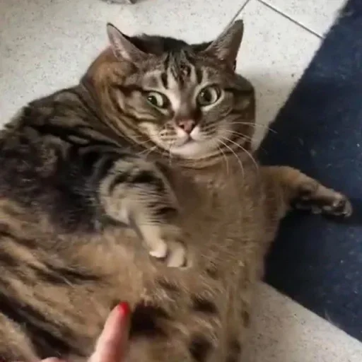 кошка животное млекопитающее