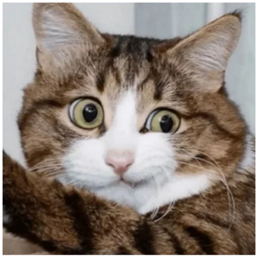 животное кошка млекопитающее