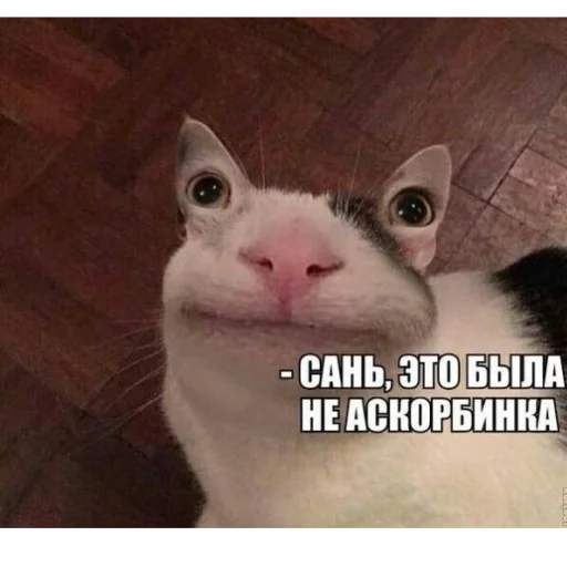 Sticker Стикеры Катюшки🍺 - 7