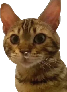 Sticker 🐍Кайф от Каф🐍 - 1