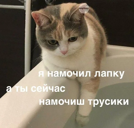 Стикер Котьки by @fStikBot - 10