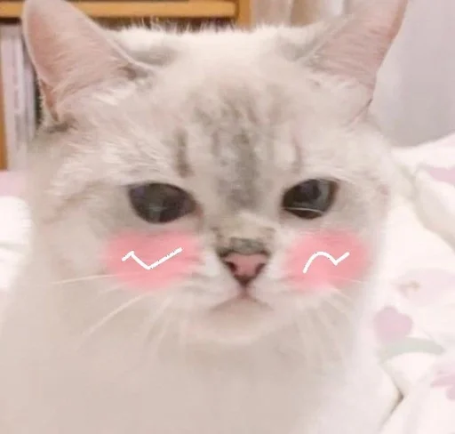 Стикер Котьки by @fStikBot - 8