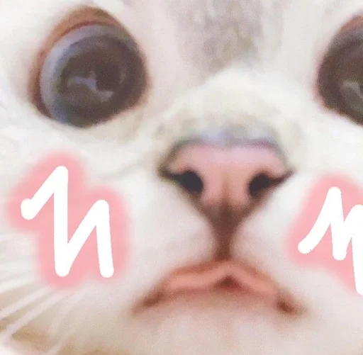 Стикер Котьки by @fStikBot - 7