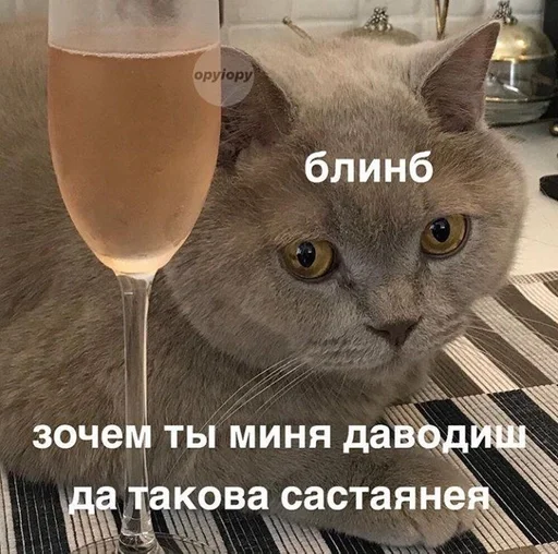 Стикер Котьки by @fStikBot - 6