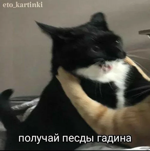 Стикер Котьки by @fStikBot - 5