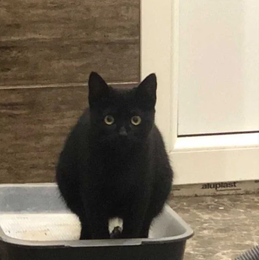 Стикер Котьки by @fStikBot - 3