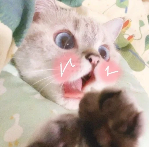 Стикер Котьки by @fStikBot - 2