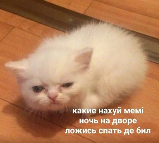 Стикер Котьки by @fStikBot - 0