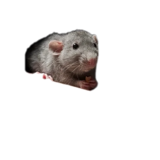 Sticker Kazahiya1 - 1