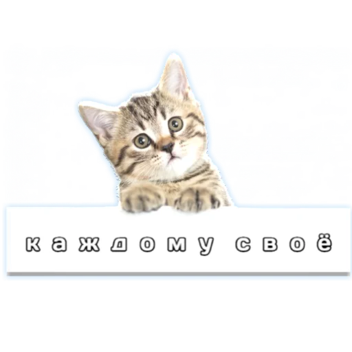 животное кошка млекопитающее