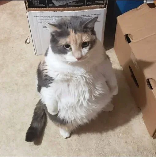 Sticker Keeot_by_zzubot - 1